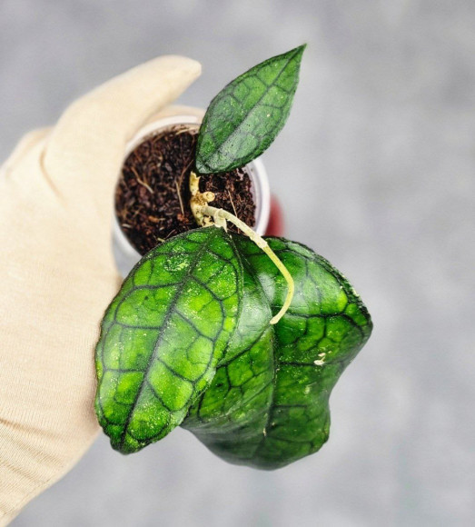 Hoya Clemensiorum Sarawak #002   