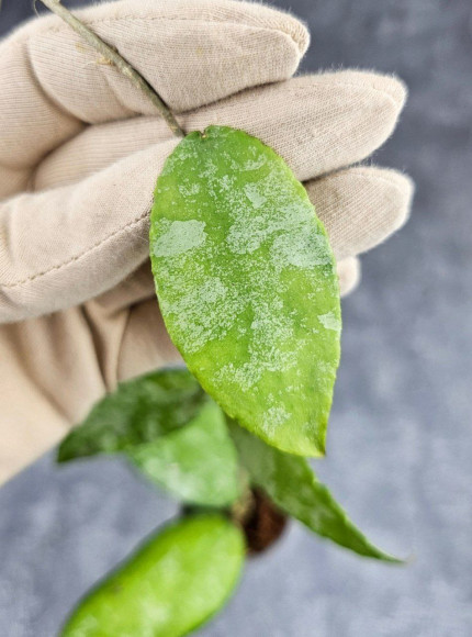 Hoya Caudata Aceh Hoya Caudata Aceh