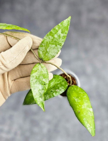 Hoya Caudata Aceh Hoya Caudata Aceh