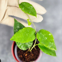 Hoya Caudata Aceh  High Splash  