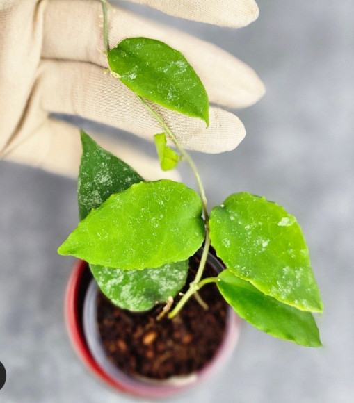 Hoya Caudata Aceh High Splash Hoya Caudata Aceh High Splash