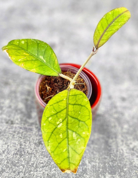 Hoya Sp Aceh Hoya Sp Aceh