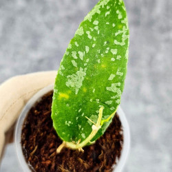 Hoya Flagellata Ymala