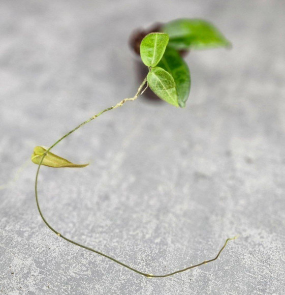 Hoya Hypoplasia Hoya Hypoplasia