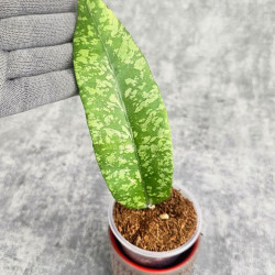 Hoya Sp. Aceh Embun Madu 