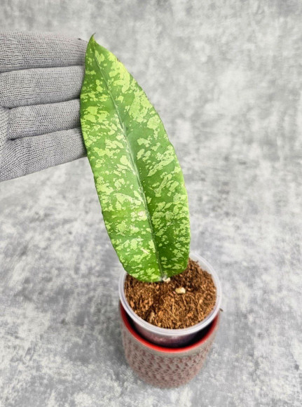 Hoya Sp. Aceh Embun Madu Hoya Sp. Aceh Embun Madu