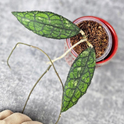 Hoya Clemensiorum Aceh #003              