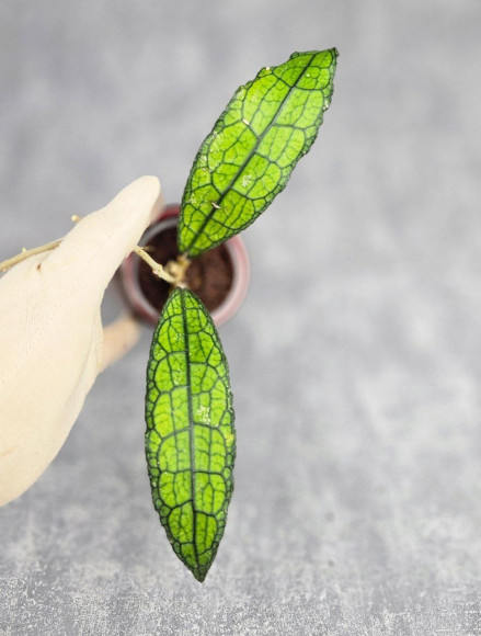 Hoya Clemensiorum Aceh #031   