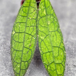 Hoya Clemensiorum Aceh ar #145