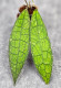 Hoya Clemensiorum Aceh ar #145