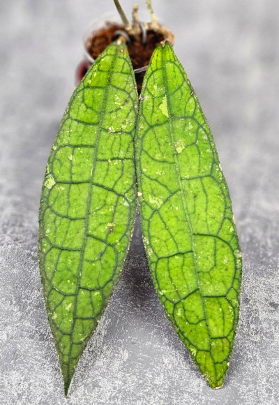 Hoya Clemensiorum Aceh ar #145