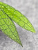 Hoya Clemensiorum Aceh ar #145