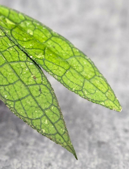 Hoya Clemensiorum Aceh ar #145 Hoya Clemensiorum Aceh ar #145