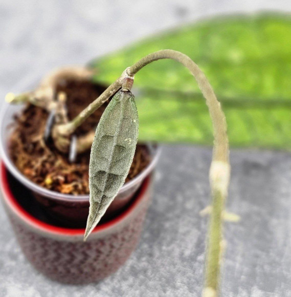 Hoya Clemensiorum Aceh ar #145 Hoya Clemensiorum Aceh ar #145