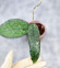 Hoya Clemensiorum Aceh Oval Big Leaf  