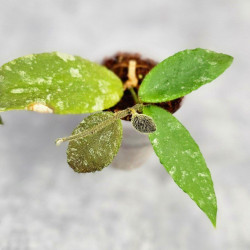 Hoya Caudata Aceh Red Leaf