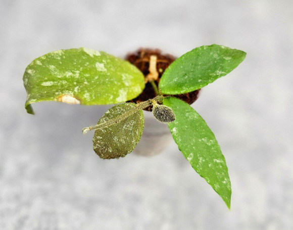Hoya Caudata Aceh Red Leaf Hoya Caudata Aceh Red Leaf