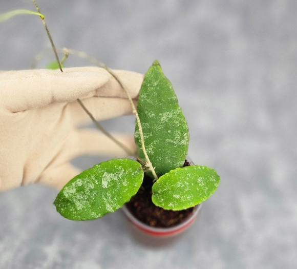 Hoya Caudata Aceh High Splash Hoya Caudata Aceh High Splash