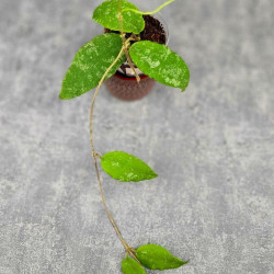 Hoya Caudata Aceh  High Splash  