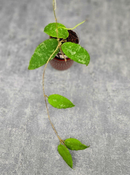 Hoya Caudata Aceh High Splash Hoya Caudata Aceh High Splash