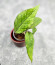 Hoya Sp Aceh 