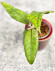 Hoya Sp Aceh 