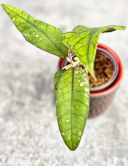 Hoya Sp Aceh Hoya Sp Aceh