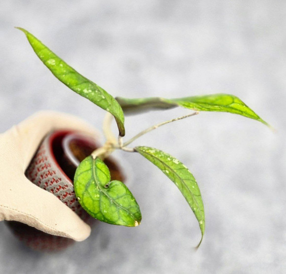 Hoya Sp Aceh Hoya Sp Aceh