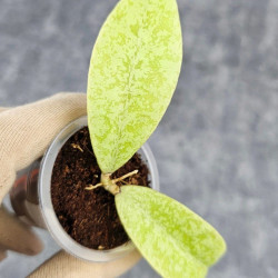 Hoya Forbesii Silver
