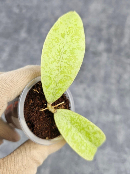 Hoya Forbesii Silver Hoya Forbesii Silver