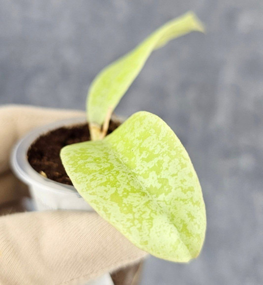 Hoya Forbesii Silver Hoya Forbesii Silver