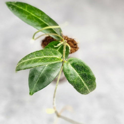 Hoya Hypoplasia 