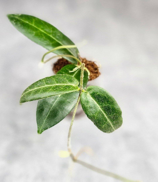 Hoya Hypoplasia Hoya Hypoplasia