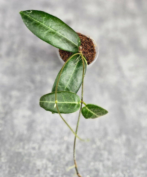 Hoya Hypoplasia Hoya Hypoplasia