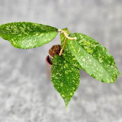 Hoya Sp. Aceh Embun Madu 