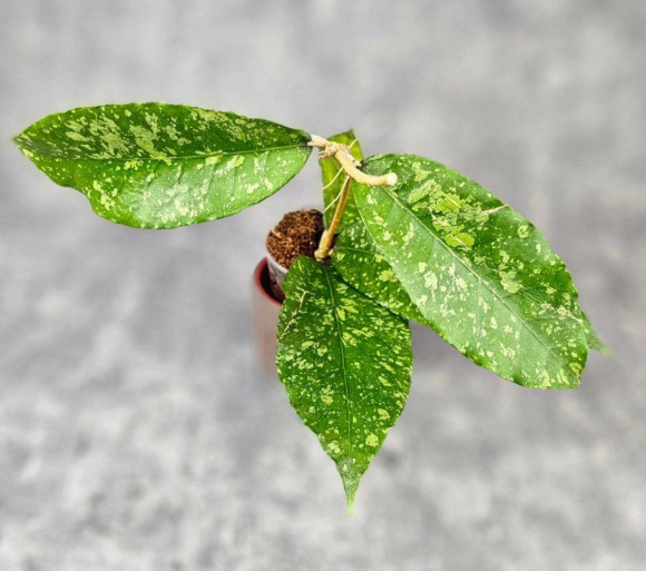 Hoya Sp. Aceh Embun Madu Hoya Sp. Aceh Embun Madu