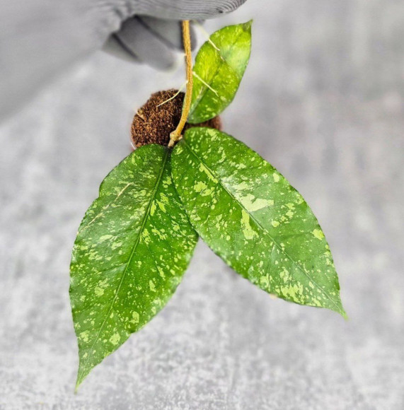 Hoya Sp. Aceh Embun Madu Hoya Sp. Aceh Embun Madu