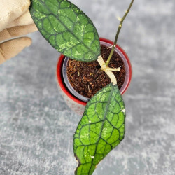 Hoya Clemensiorum Aceh #003               