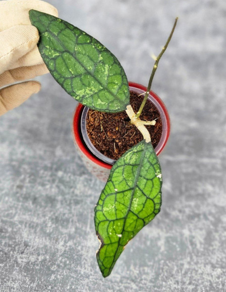 Hoya Clemensiorum Aceh #003               