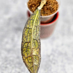 Hoya Clemensiorum Aceh #034