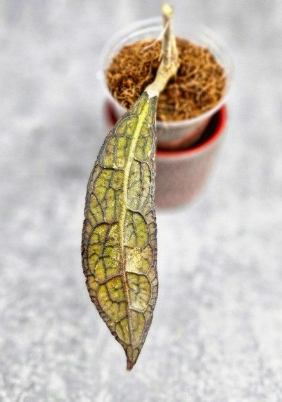 Hoya Clemensiorum Aceh #034