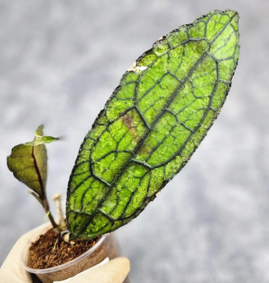 Hoya Clemensiorum Aceh ar #146