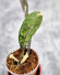Hoya Clemensiorum Aceh ar #146