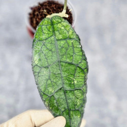 Hoya Clemensiorum Aceh Oval Big Leaf   