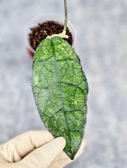 Hoya Clemensiorum Aceh Oval Big Leaf   