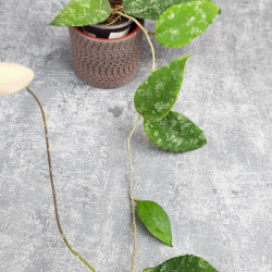Hoya Caudata Aceh  High Splash 