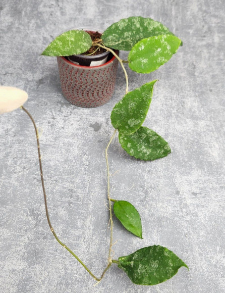 Hoya Caudata Aceh High Splash Hoya Caudata Aceh High Splash