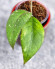 Hoya Sp Aceh  