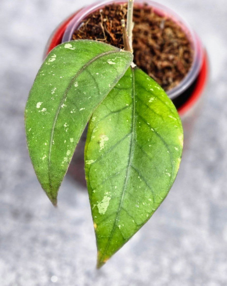 Hoya Sp Aceh  