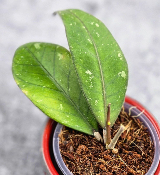 Hoya Sp Aceh Hoya Sp Aceh